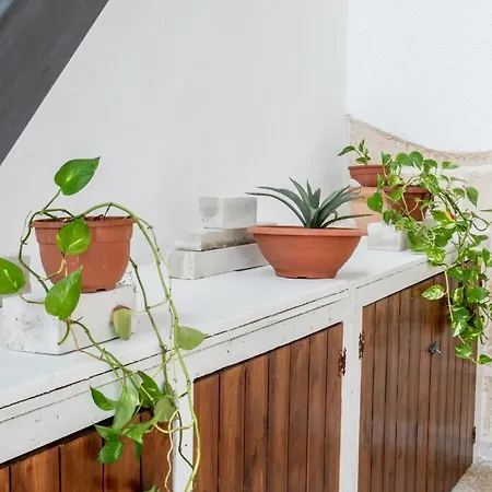 Fikus Apartment
